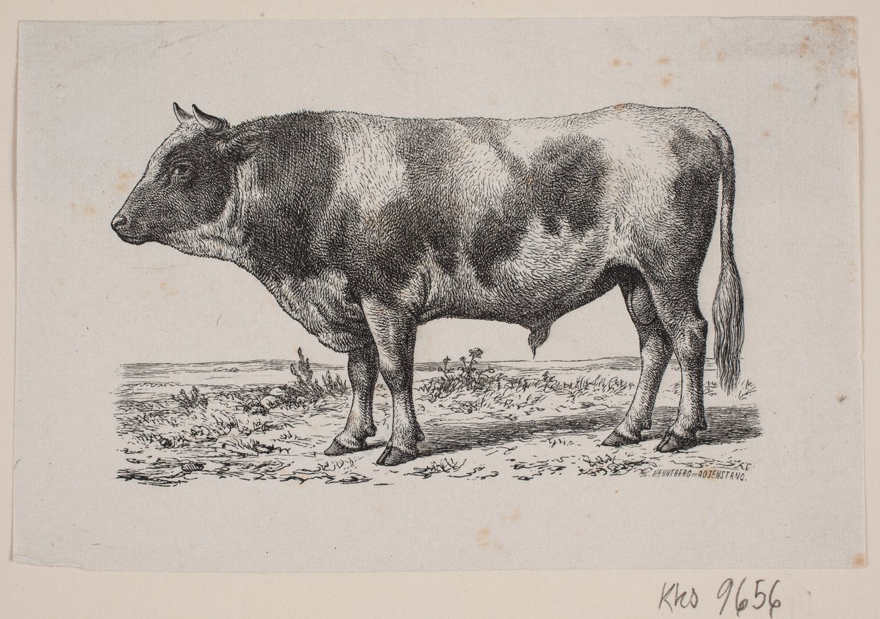 Een stier door Johan Frederik Rosenstand