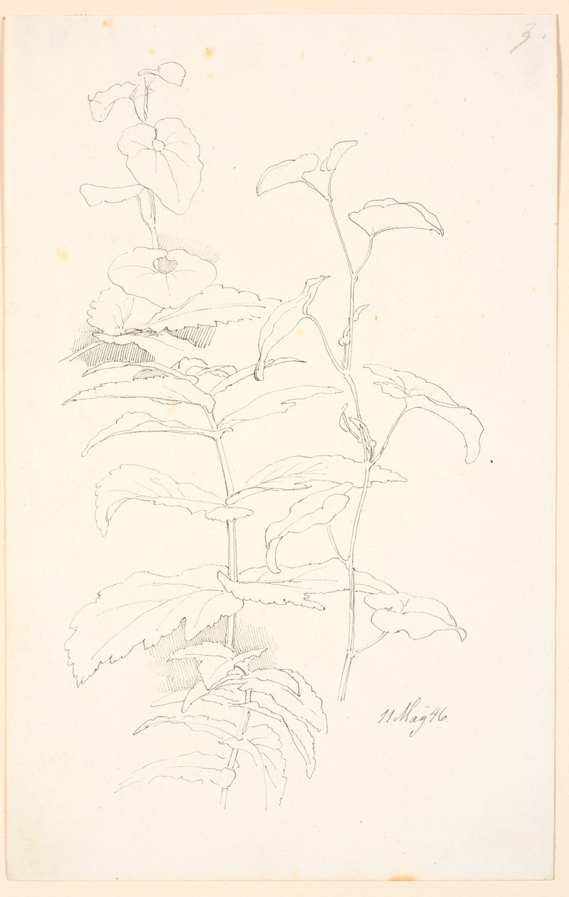 Plantenstudies, waaronder van haagwinde door Johan Thomas Lundbye