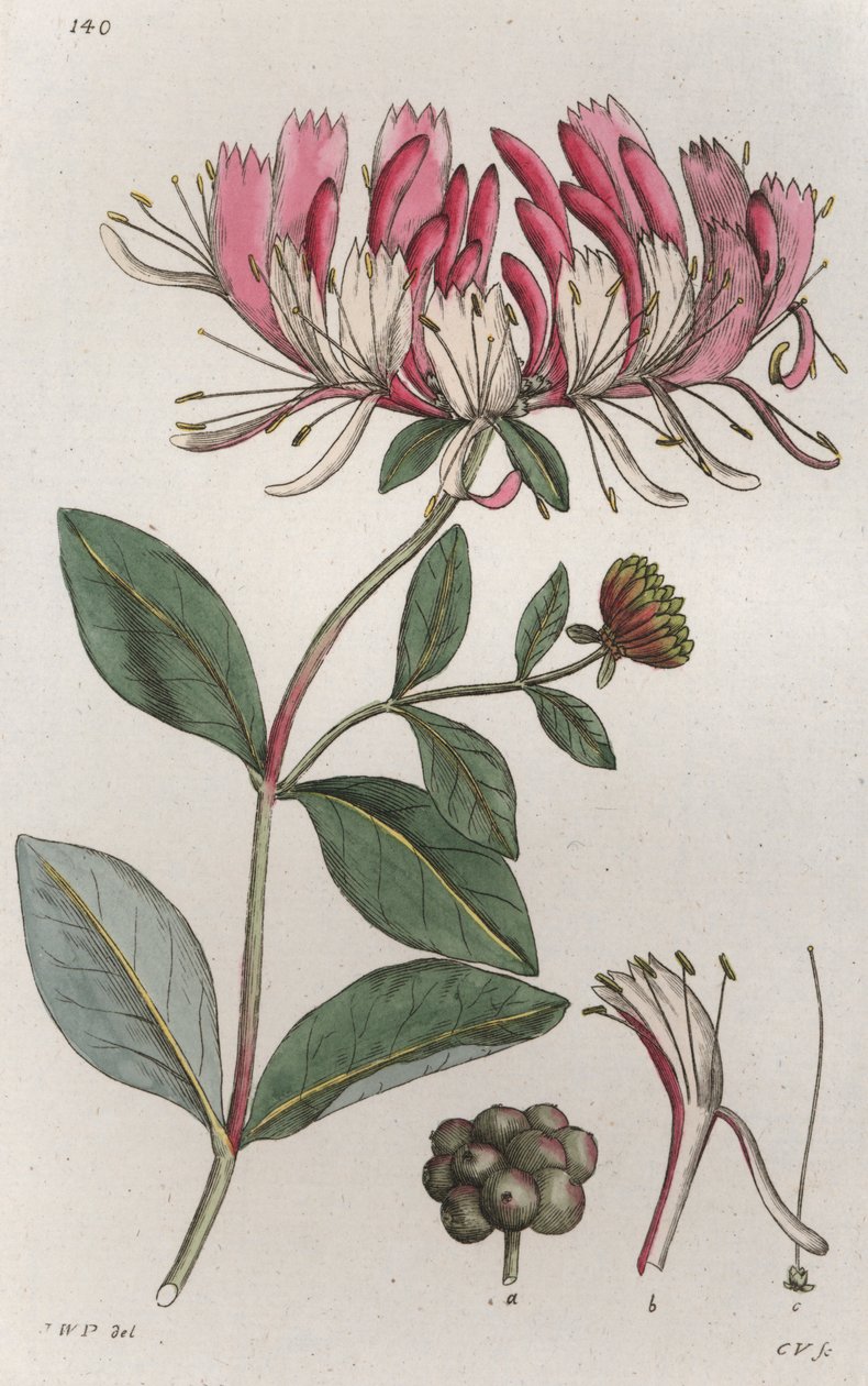 Kamperfoelie Lonicera periclymenum door Johan Wilhelm Palmstruch