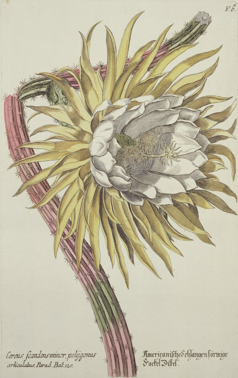 Cereus Scandens Minor Polygonus uit 