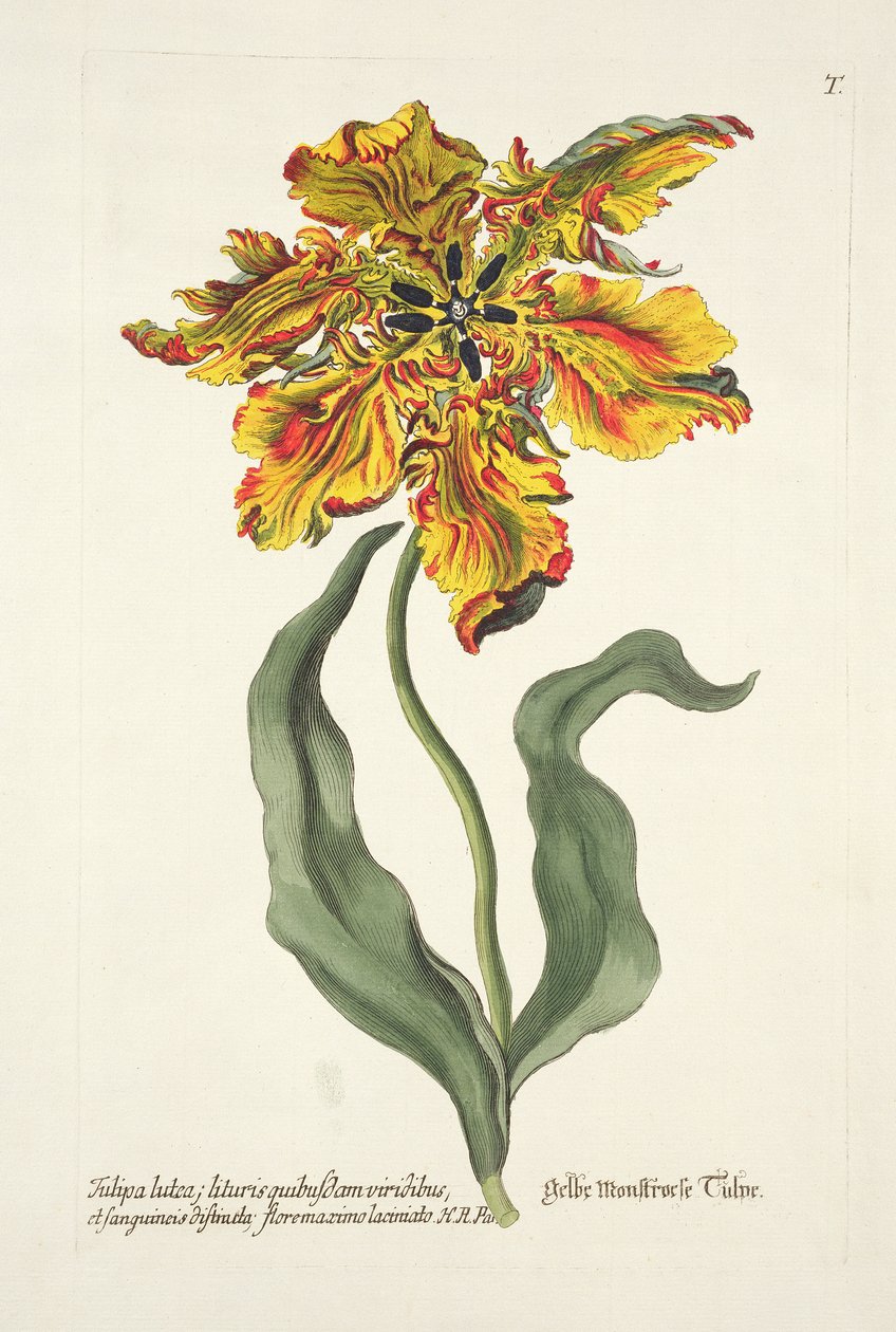 Tulipa Lutea uit 