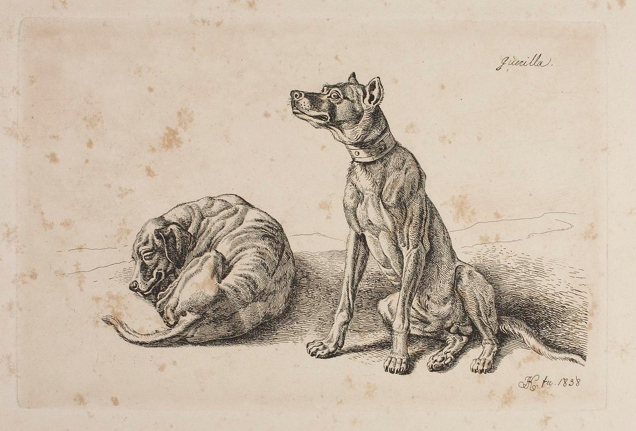 Guerilla, Twee honden door Johann Adam Klein