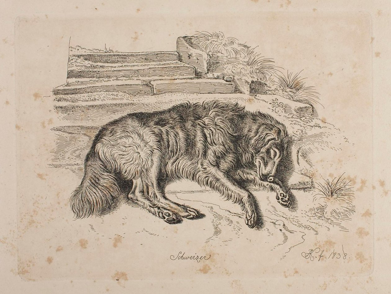 Schweizer, een hond door Johann Adam Klein