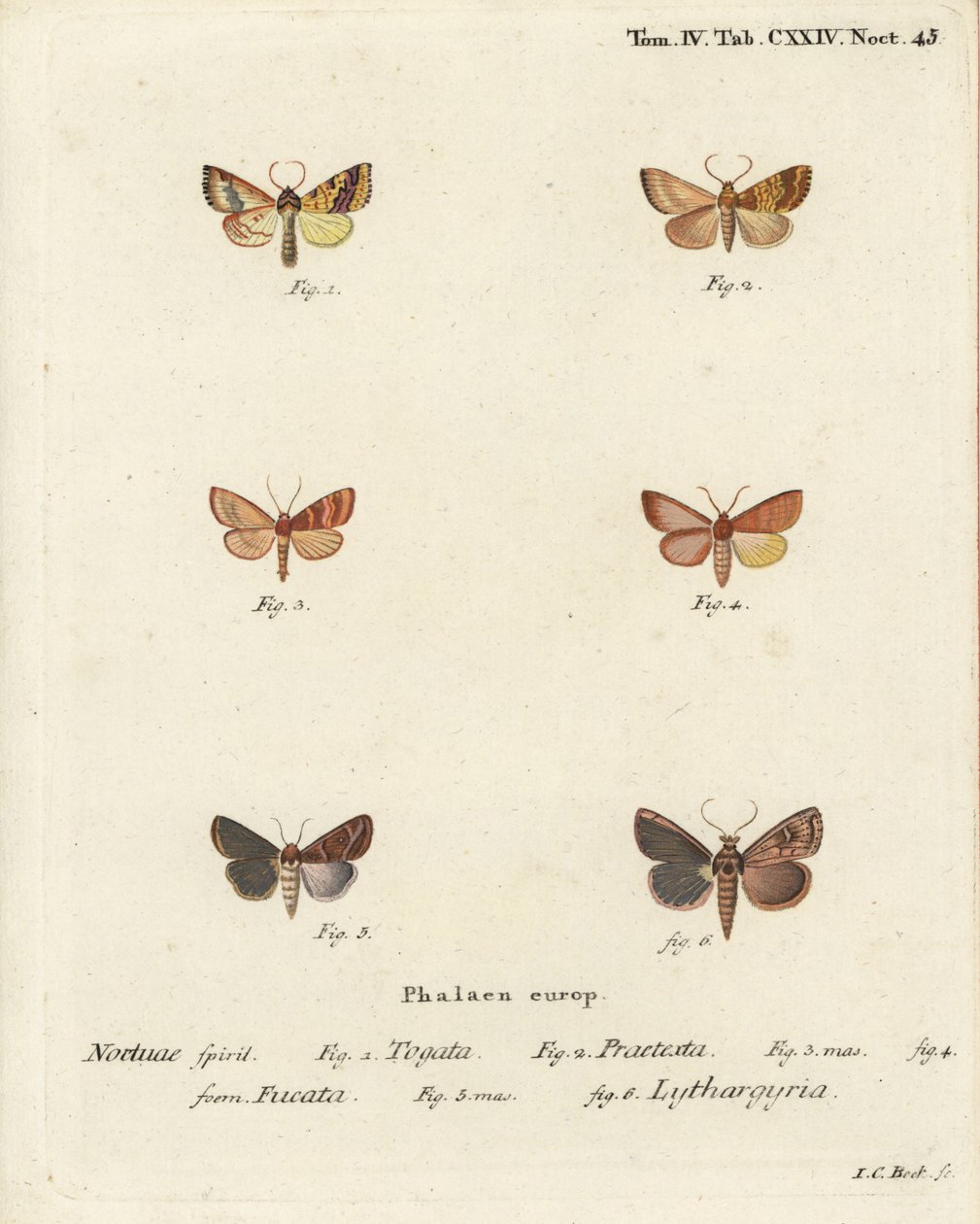 Gestreepte sallow, Tileacea aurago 1-4, en kleimot, Mythimna ferrago 5,6. Handgekleurde kopergravure door Johann Carl Bock naar Eugenius Johann Christoph Esper