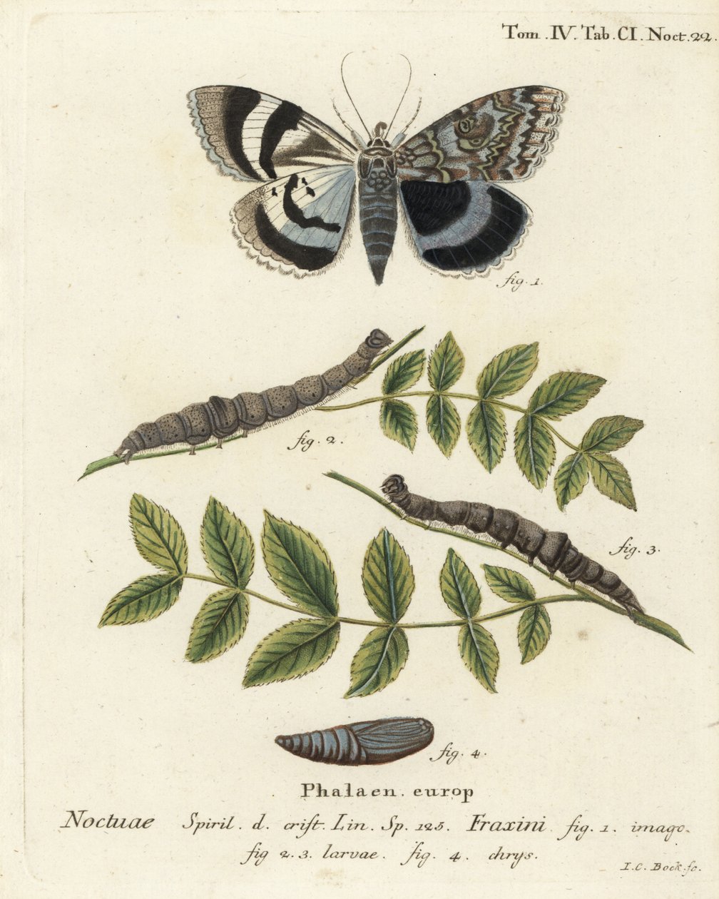 Blauwe ondervleugel mot of Clifden nonpareil, Catocala fraxini. Handgekleurde kopergravure door Johann Carl Bock door Johann Carl Bock