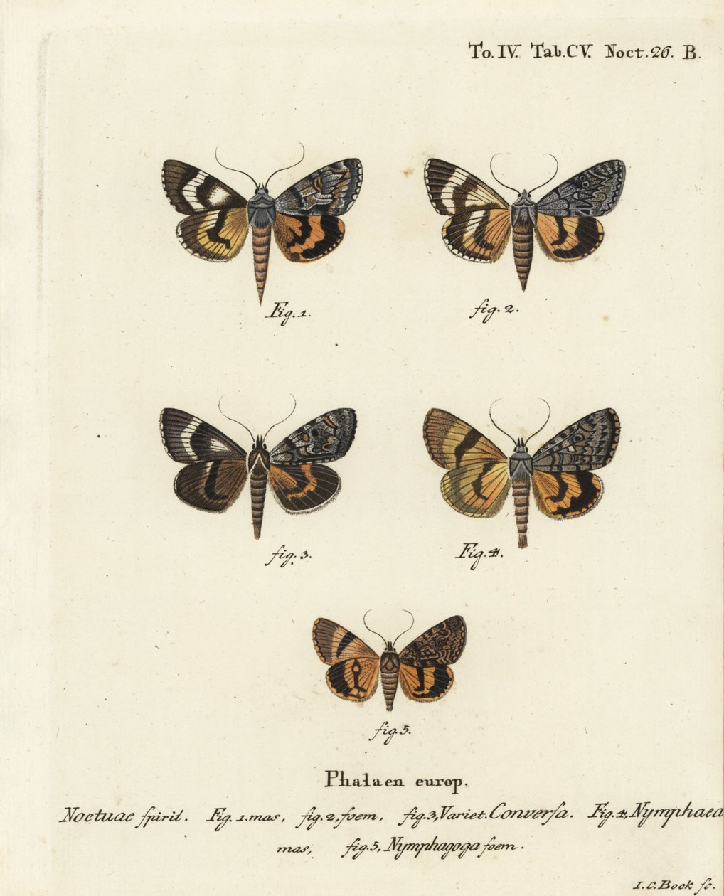 Catocala conversa 1-3, Catocala nymphaea 4, en eiken gele ondervleugel, Catocala nymphagoga 5. Handgekleurde kopergravure door Johann Carl Bock door Johann Carl Bock