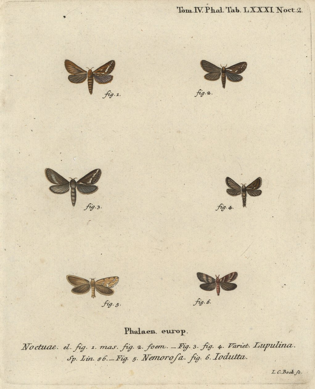 Gewone snelle mot, Korscheltellus lupulina, gouden snelle, Phymatopus hecta, en Pharmacis carna. Handgekleurde kopergravure door Johann Carl Bock naar Eugenius Johann Christoph Esper