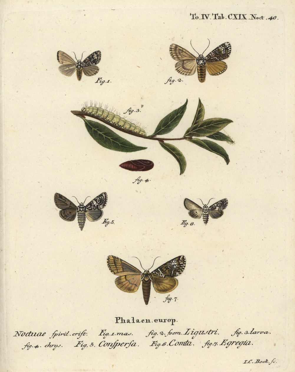 Kroonmot, Craniophora ligustri, gemarmerde kroon, Hadena confusa, gevarieerde kroon, Hadena compta, en groene bogen, Anaplectoides prasina. Handgekleurde kopergravure door Johann Carl Bock naar Eugenius Johann Christoph Esper