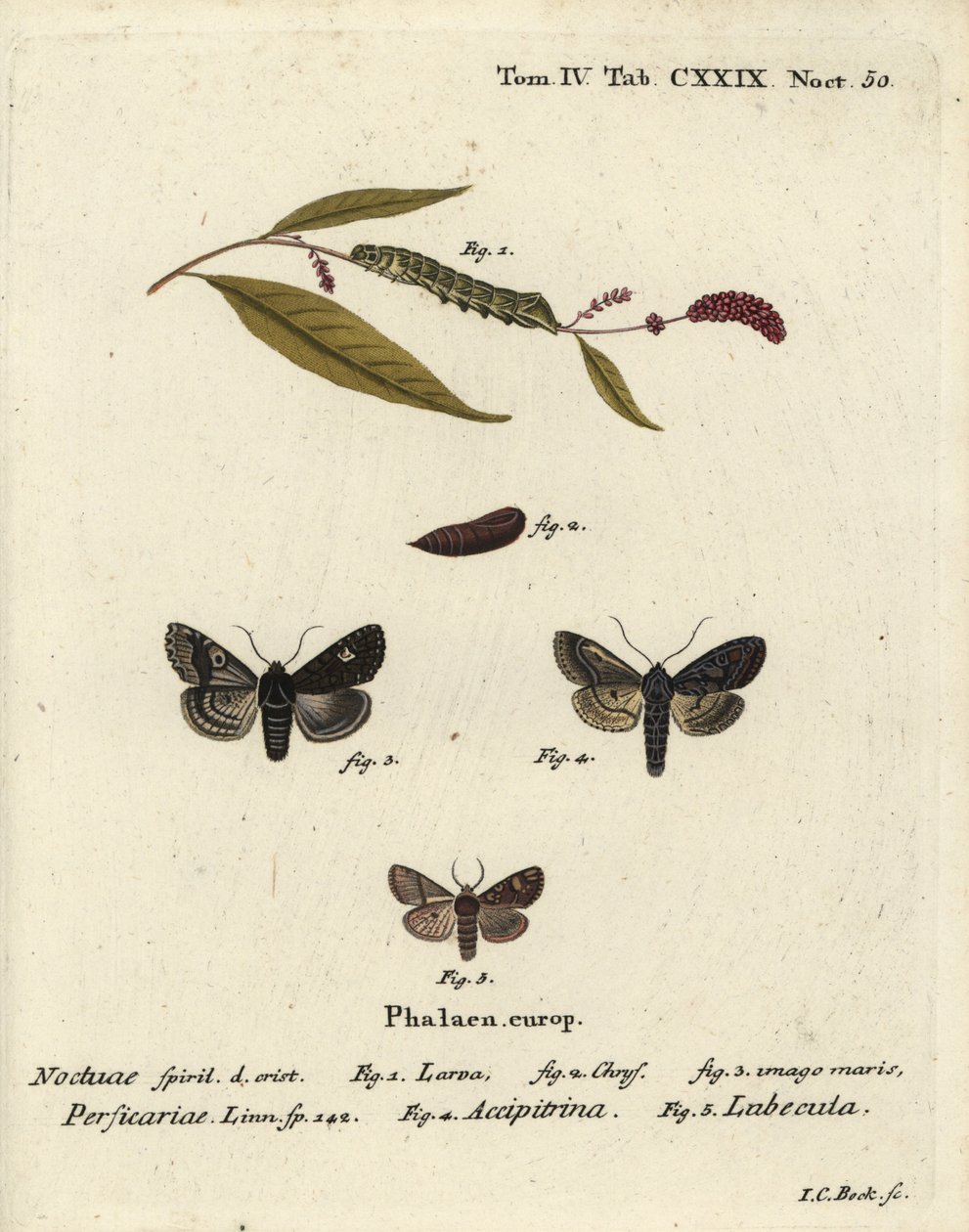 Dot, Melanchra persicariae 1-4, en Dryobota labecula 5. Handgekleurde kopergravure door Johann Carl Bock naar Eugenius Johann Christoph Esper