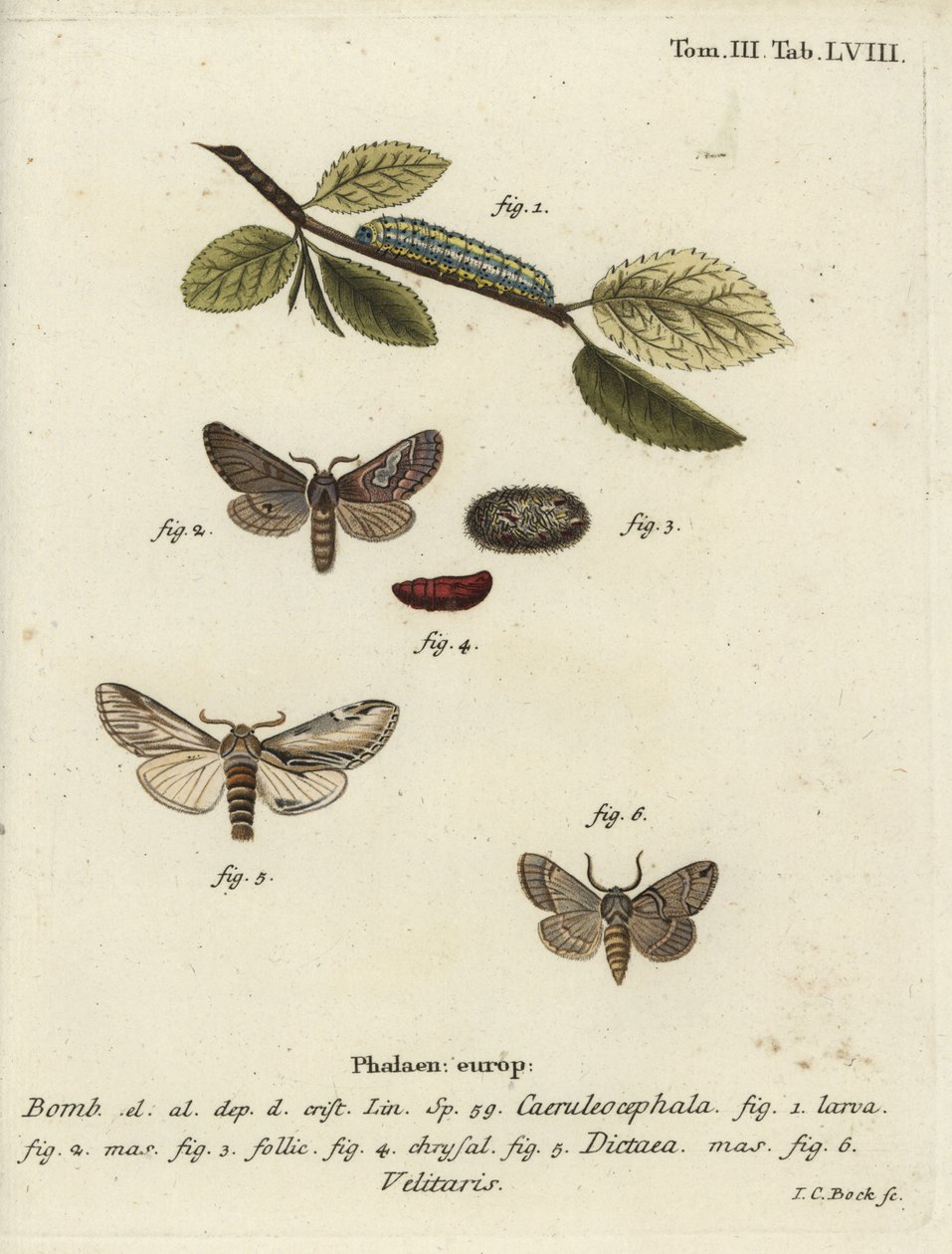 Figuur van acht, zwaluw prominent en Drymonia velitaris mot door Johann Carl Bock