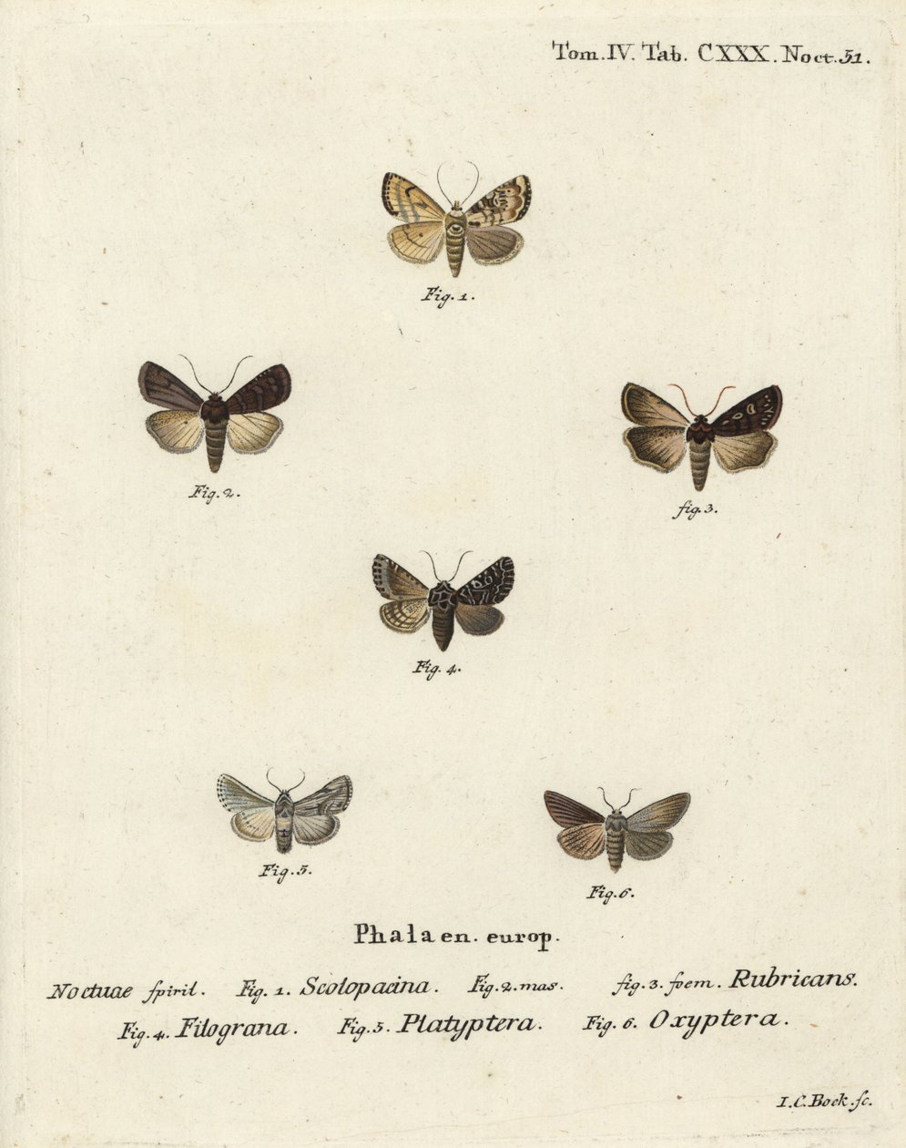 Tuindart, Euxoa nigricans 1-3, Hadena filograna 4, antirrhinum brokaat, Calophasia platyptera 5, Simyra nervosa 6. Handgekleurde kopergravure door Johann Carl Bock naar Eugenius Johann Christoph Esper
