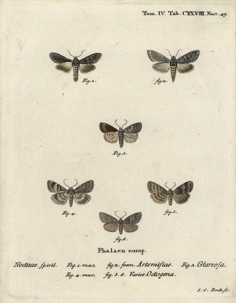 Groene zilvergespikkelde haai, Cucullia argentea 1,2, herfstachtige rustieke, Eugnorisma glareosa 4, cijfer van tachtig, Tethea ocularis 4-6. Handgekleurde kopergravure door Johann Carl Bock naar Eugenius Johann Christoph Esper