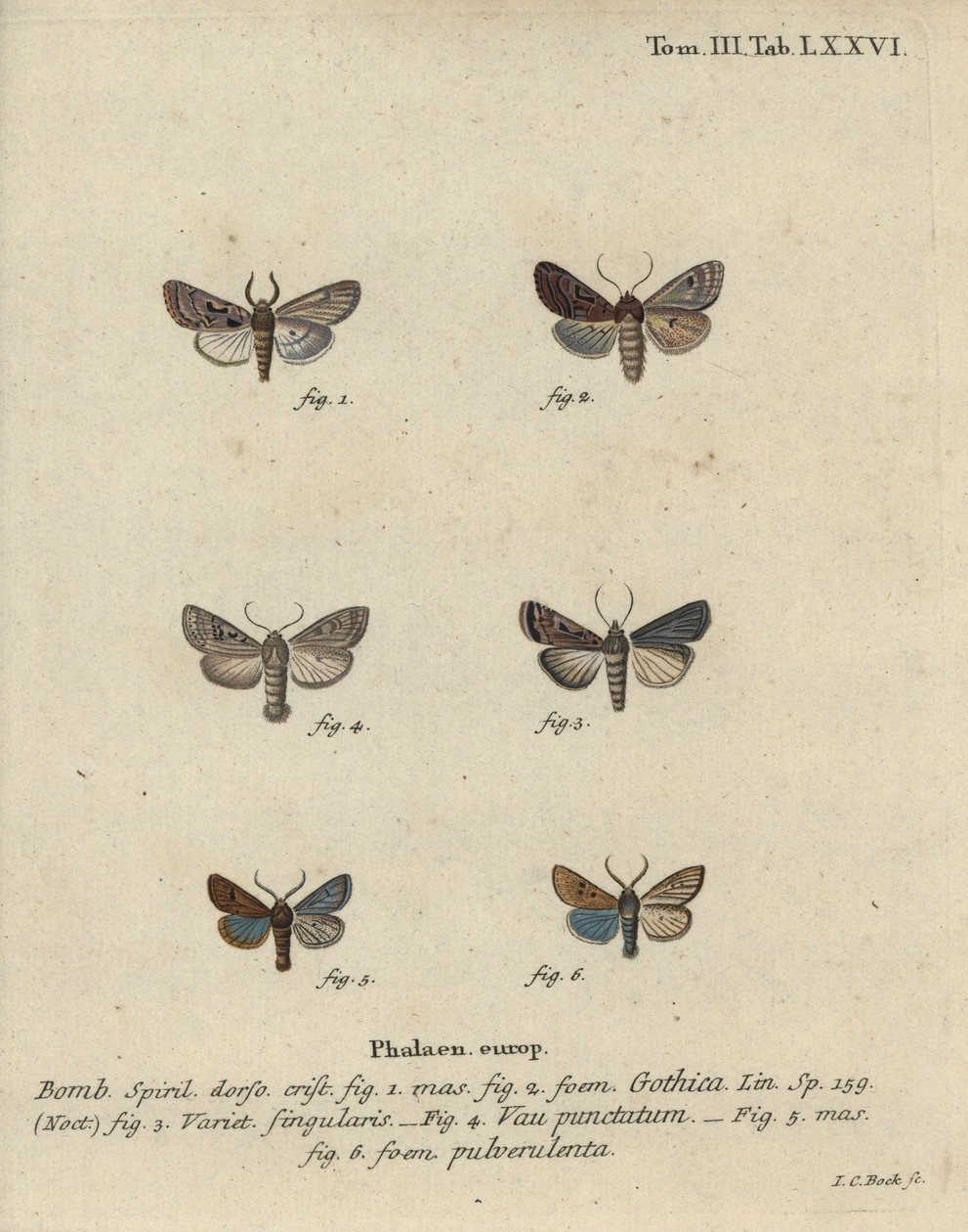 Hebreeuwse letter, zwartvlek kastanje, kleine quakermot, enz. door Johann Carl Bock