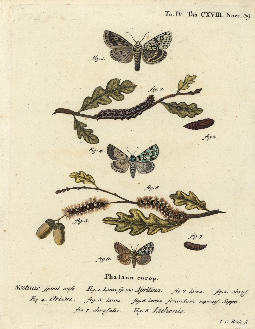 Merveille du jour, Dichonia aprilina 1-4, zeldzame merveille du jour, Moma alpium 5-7, en gemarmerde groene, Cryphia muralis 8. Handgekleurde kopergravure door Johann Carl Bock naar Eugenius Johann Christoph Esper