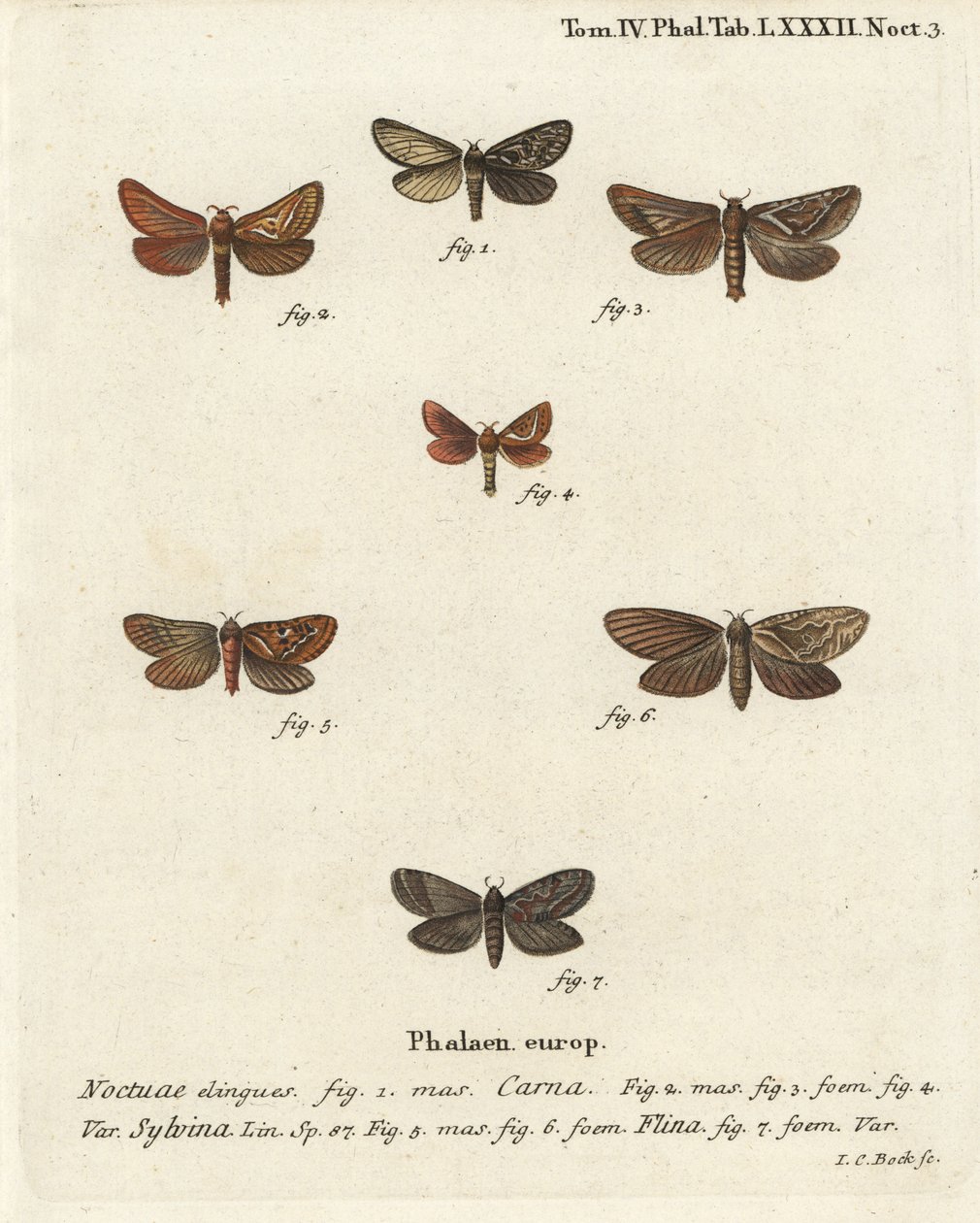 Pharmacis carna 2-4, oranje snelle, Triodia sylvina 5,6, en gouden snelle, Phymatopus hecta 7. Handgekleurde kopergravure door Johann Carl Bock door Johann Carl Bock
