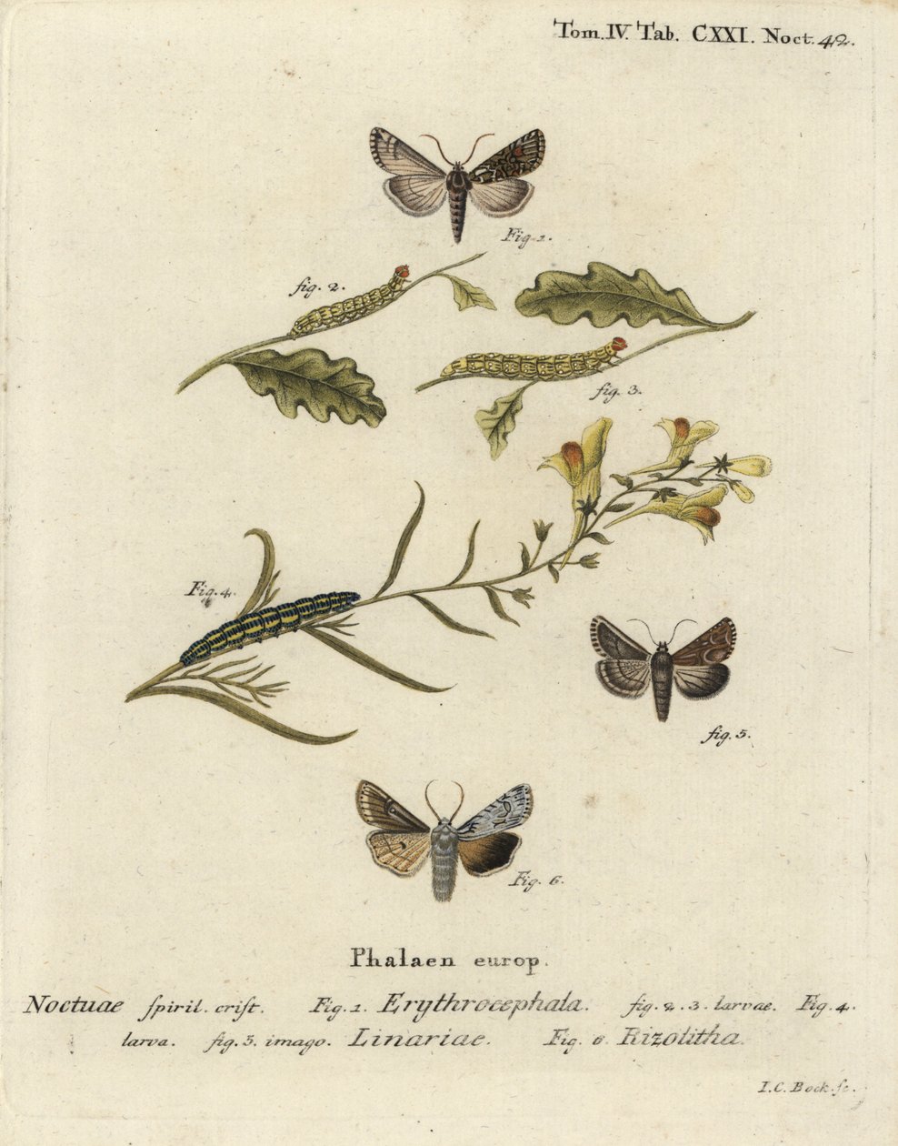 Roodkoperen kastanje, Conistra erythrocephala 1-4, vlasbekje, Calophasia lunula 5 en grijze schouderknoop, Lithophane ornitopus 6. Handgekleurde kopergravure door Johann Carl Bock naar Eugenius Johann Christoph Esper
