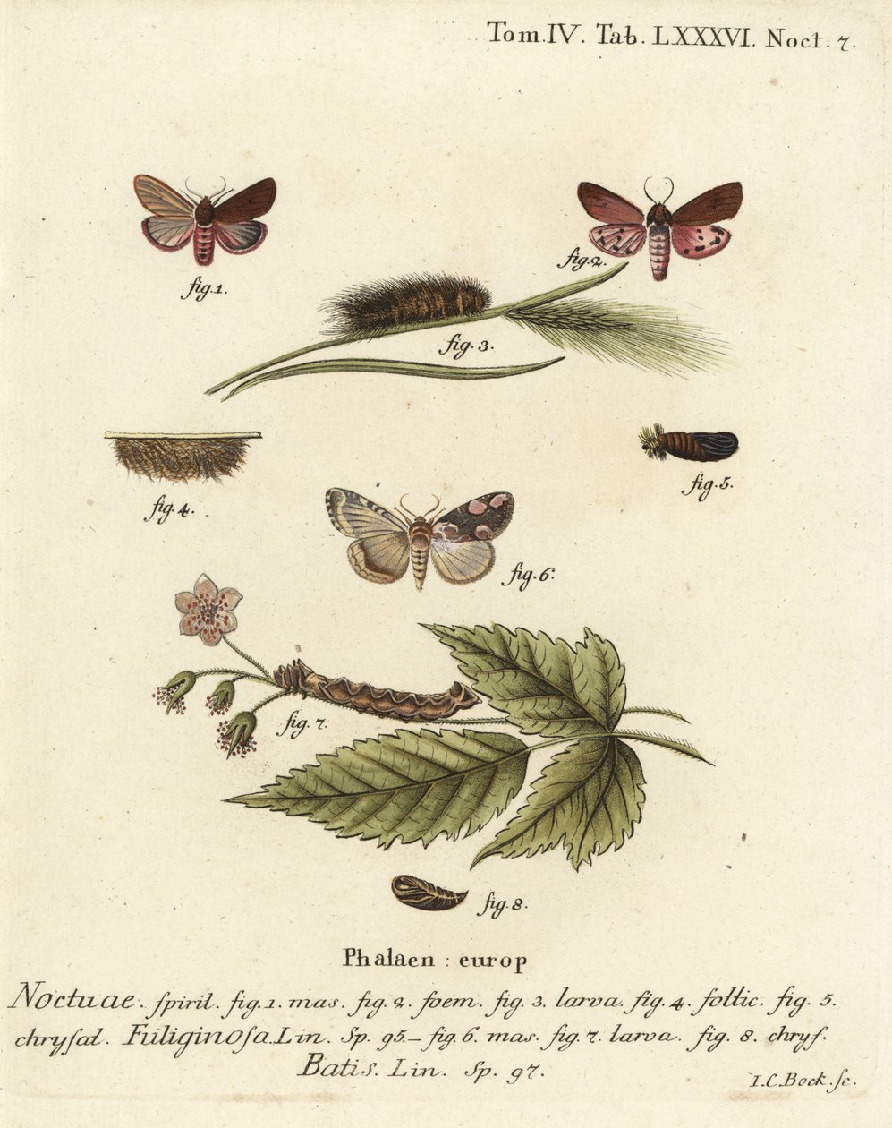 Robijnrode tijgermot, Phragmatobia fuliginosa 1-5, en perzikbloesemmot, Thyatira batis 6-8. Handgekleurde kopergravure door Johann Carl Bock naar Eugenius Johann Christoph Esper