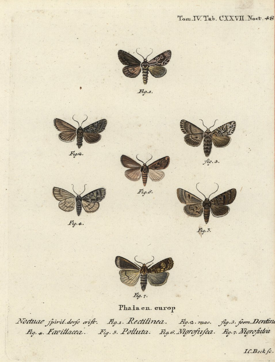 Saksische mot, Hyppa rectilinea 1, schaarmot, Hada plebeja 2,3, moerasdolk, Acronicta strigosa 4, bruine vlek pinion, Agrochola litura 5, witlijn pijlstaart, Euxoa nigrofusca 6, Opigena polygona 7. Handgekleurde kopergravure door Johann Carl Bock door Johann Carl Bock