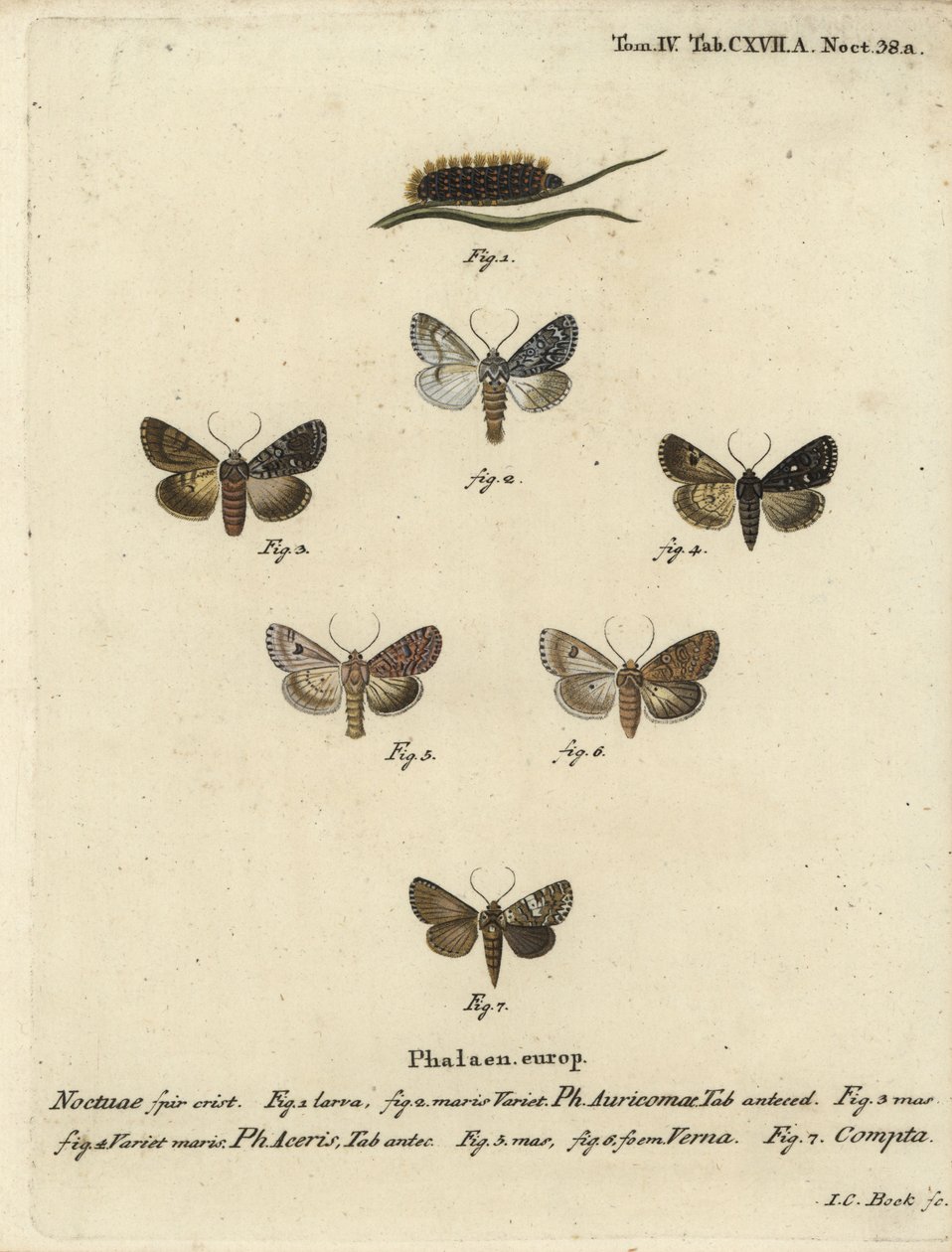 Zeldzame dolk, Acronicta auricoma 1-3, esdoornmot, Acronicta aceris, nootmuskaatmot 4,5, Hadula trifolii 6 en gevarieerde kroon, Hadena compta 7. Handgekleurde kopergravure door Johann Carl Bock naar Eugenius Johann Christoph Esper
