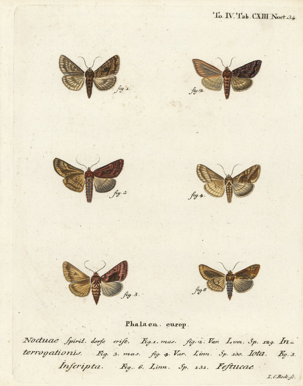 Zeldzame zilveren Y, Syngrapha interrogationis, gewone gouden Y, Autographa jota, goudvlek, Plusia festucae. Handgekleurde kopergravure door Johann Carl Bock naar Eugenius Johann Christoph Esper