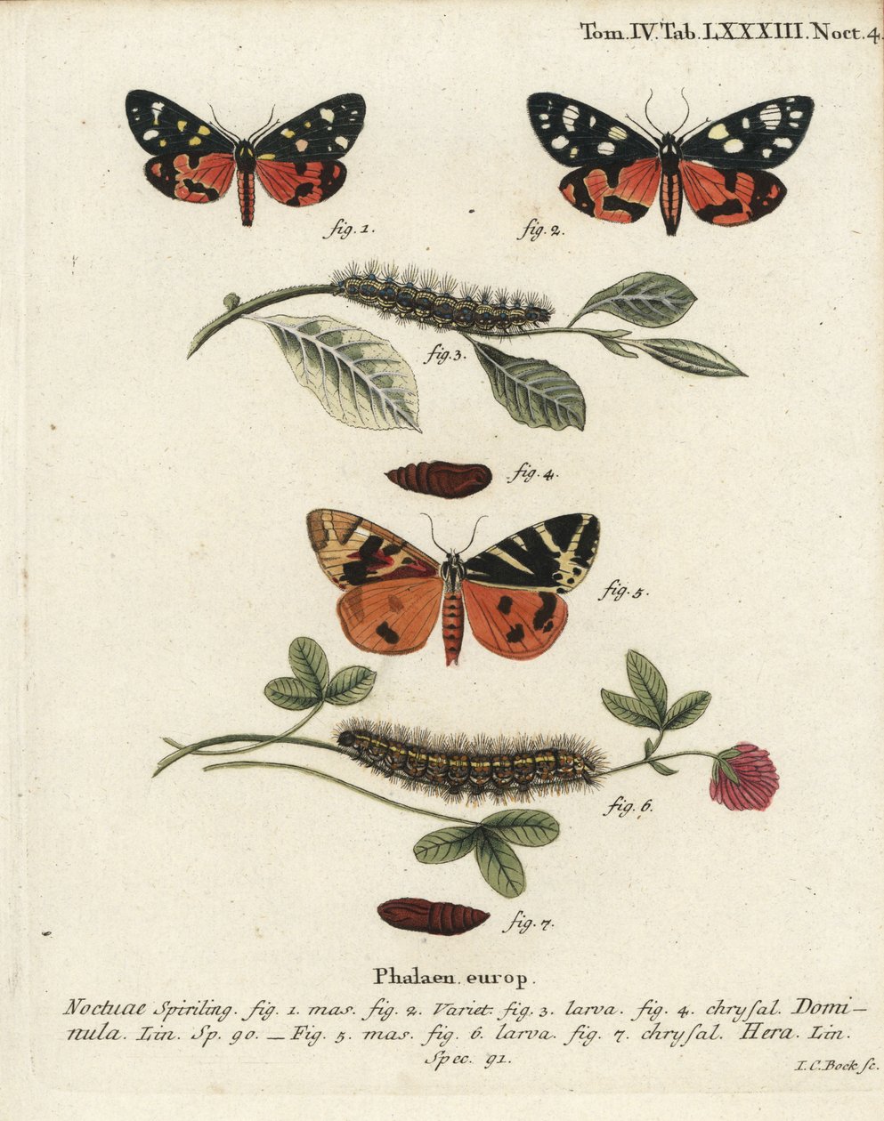 Scharlaken tijgermot, Callimorpha dominula 1-4, en Jersey tijgermot, Euplagia quadripunctaria 5-7. Handgekleurde kopergravure door Johann Carl Bock naar Eugenius Johann Christoph Esper