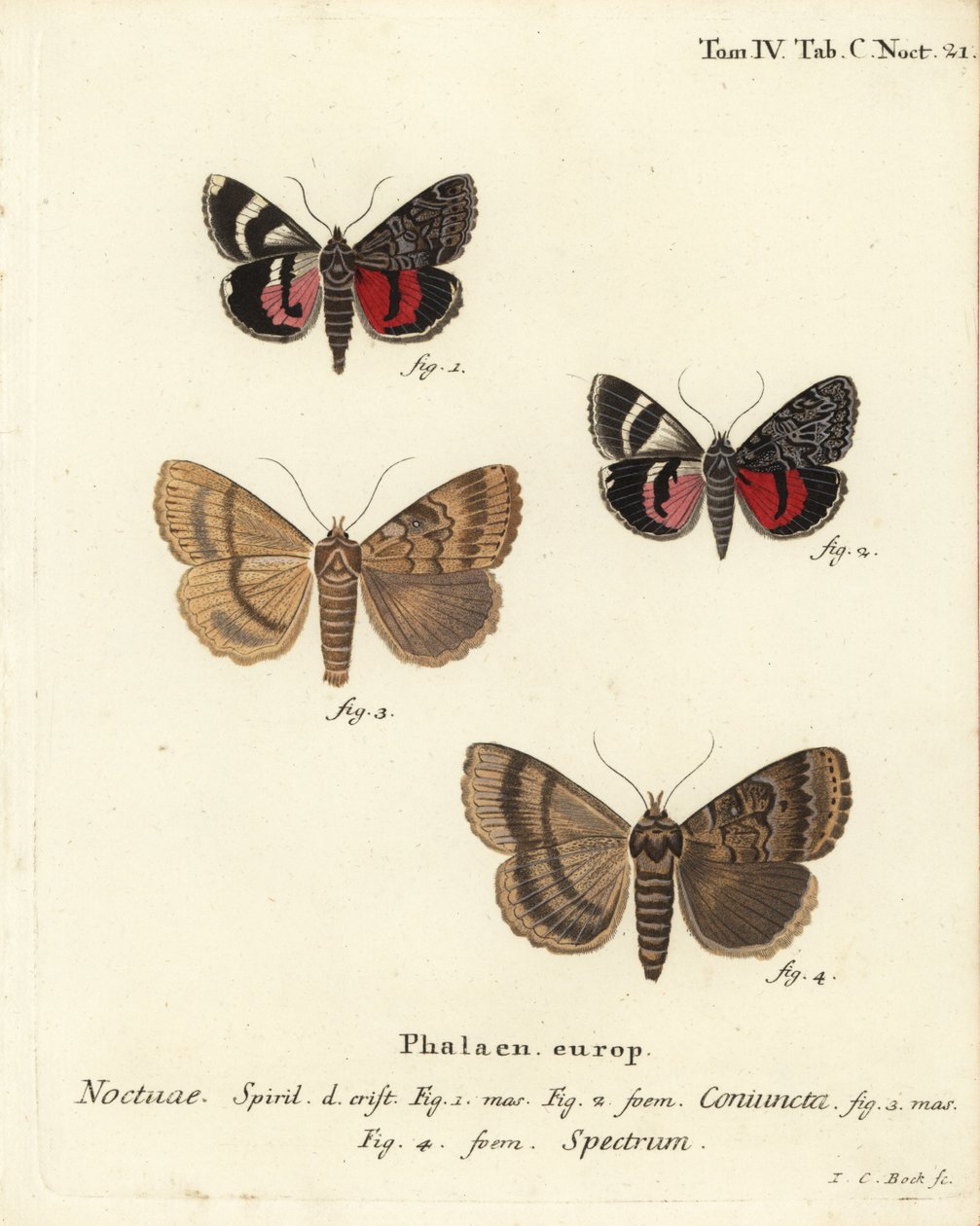Ondervleugel mot, Catocala coniuncta 1,2, en Apopestes spectrum 3,4. Handgekleurde kopergravure door Johann Carl Bock door Johann Carl Bock