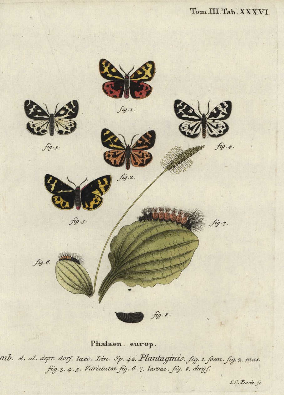 Hout tijgermot, Parasemia plantaginis door Johann Carl Bock