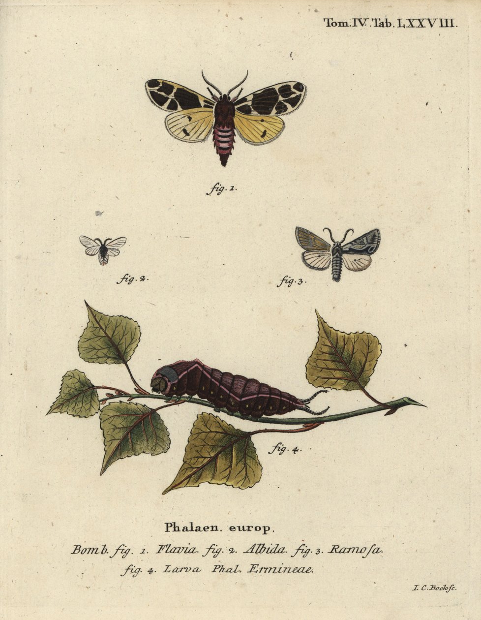 Gele tijgermot, witte hermelijnlarve, enz. door Johann Carl Bock