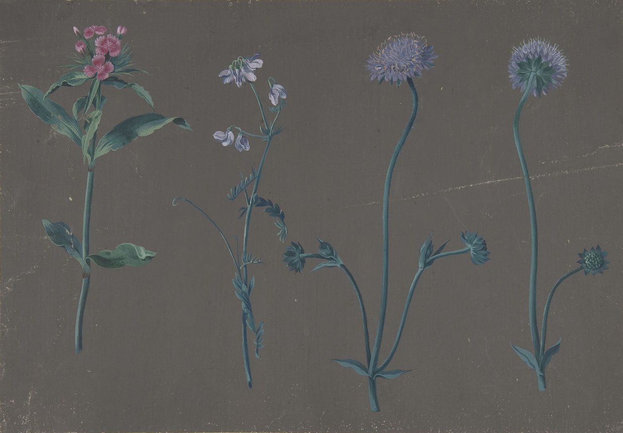 Studie van Drie Bloemen, 1781 door Johann Christian August Birnbaum