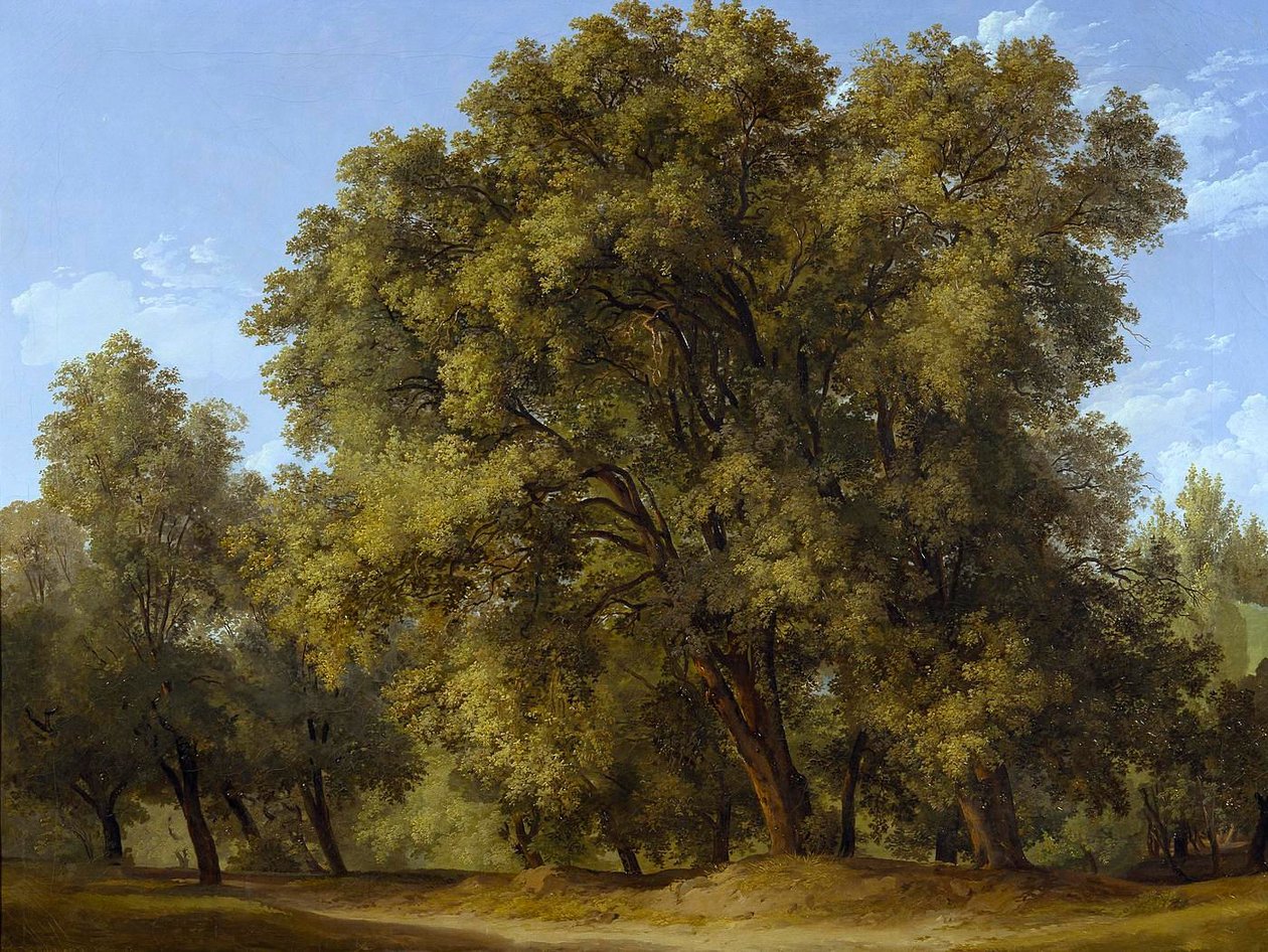 Bosgezicht door Johann Christian Reinhart