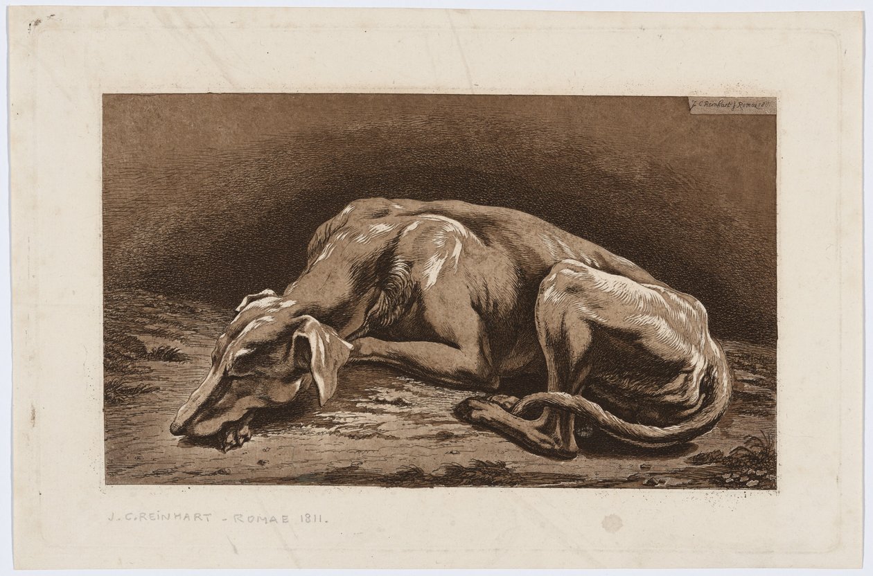 Slapende windhond door Johann Christian Reinhart