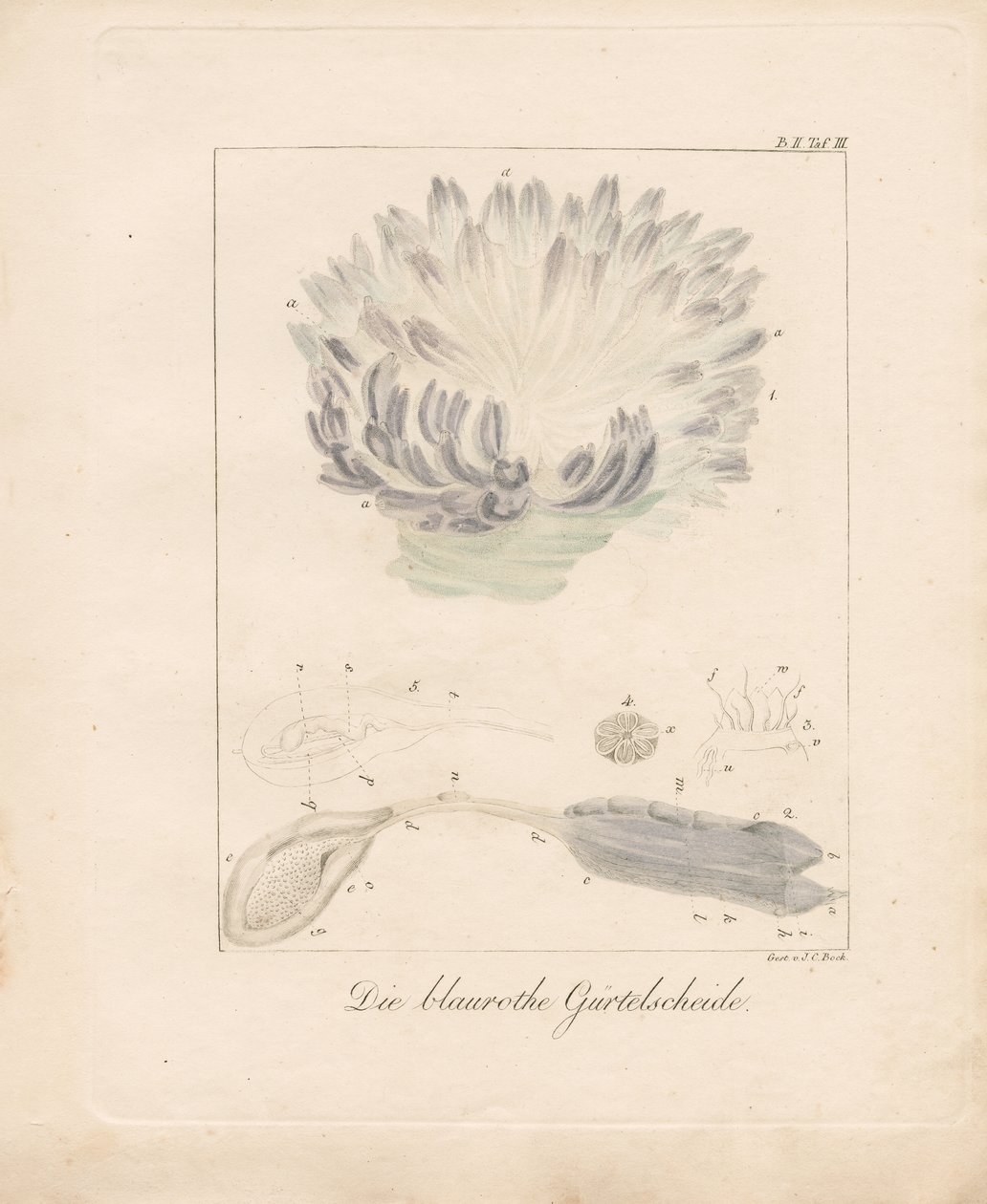 De blauw-rode zeeduivel (handgekleurde litho) door Johann Christoph Bock