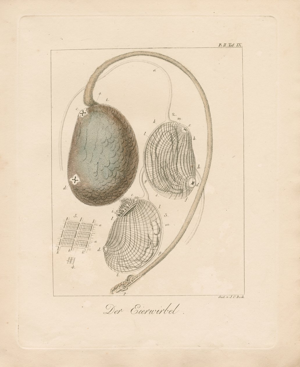 De eierstructuur (ingekleurde koperplaatgravure) door Johann Christoph Bock