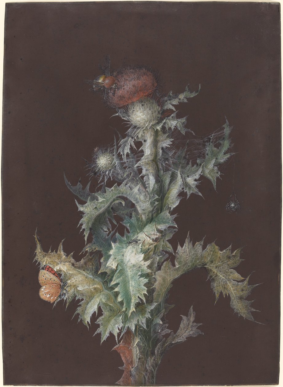 Distel met insecten, ca. 1755 door Johann Christoph Dietzsch