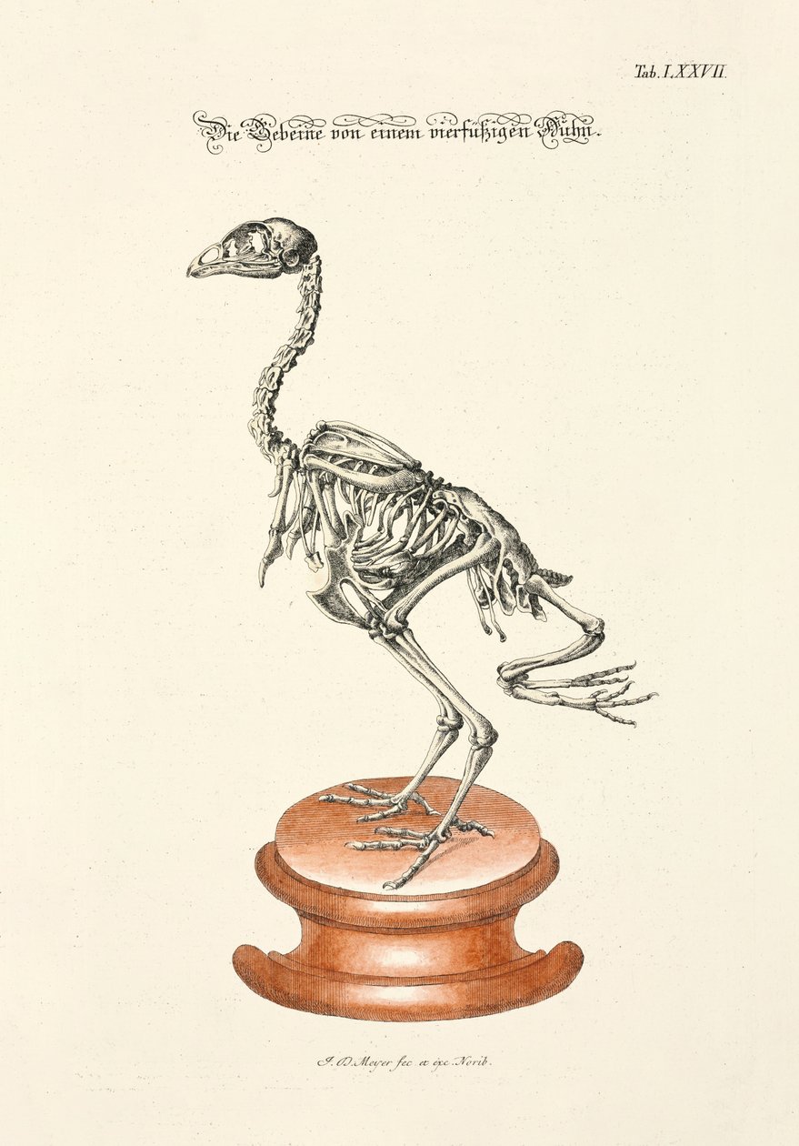 Beenderen van een kip met vier poten door Johann Daniel Meyer