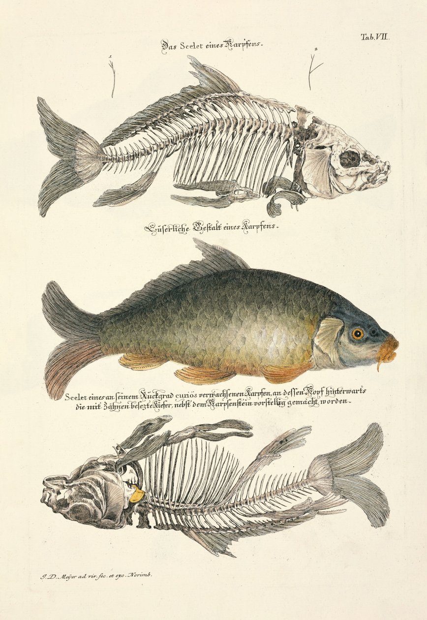  door Johann Daniel Meyer