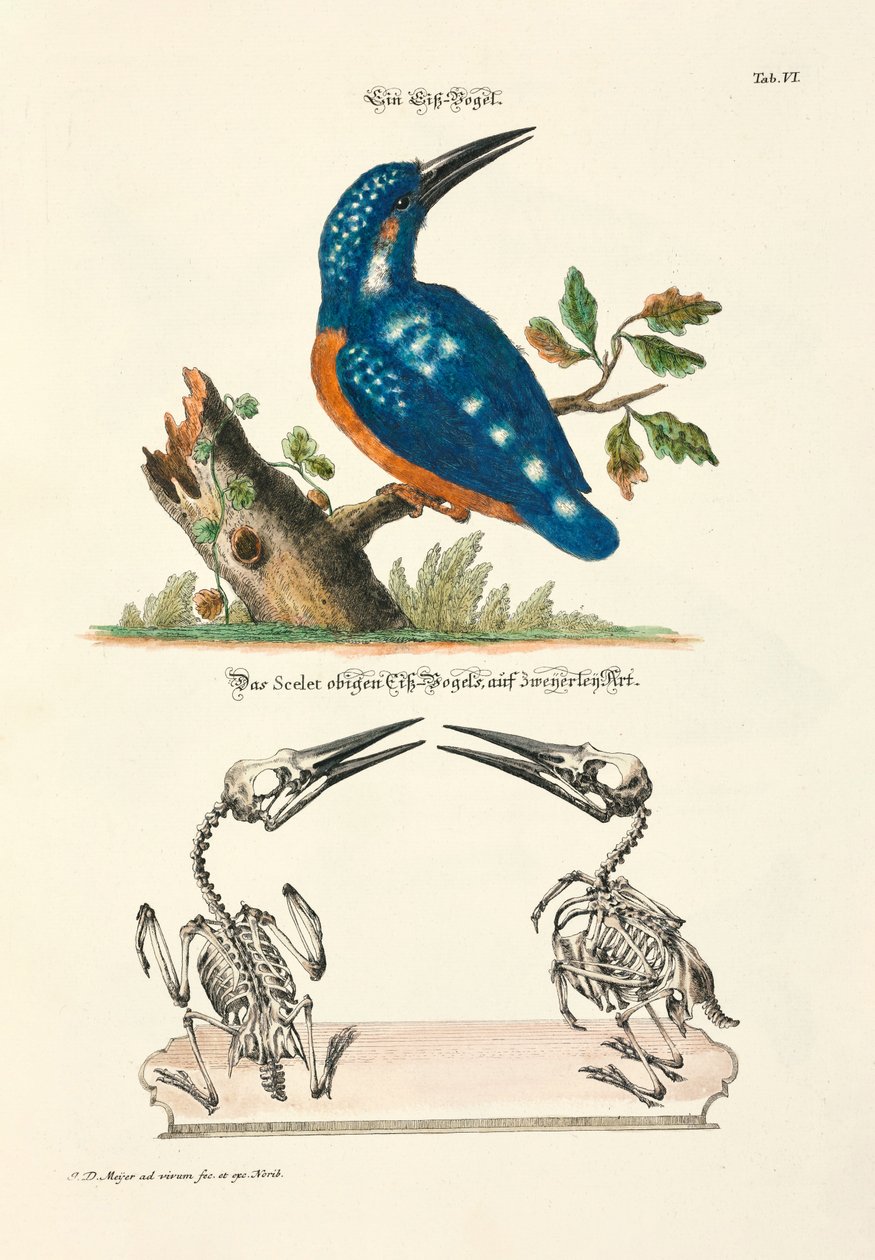 IJsvogel met skelet door Johann Daniel Meyer