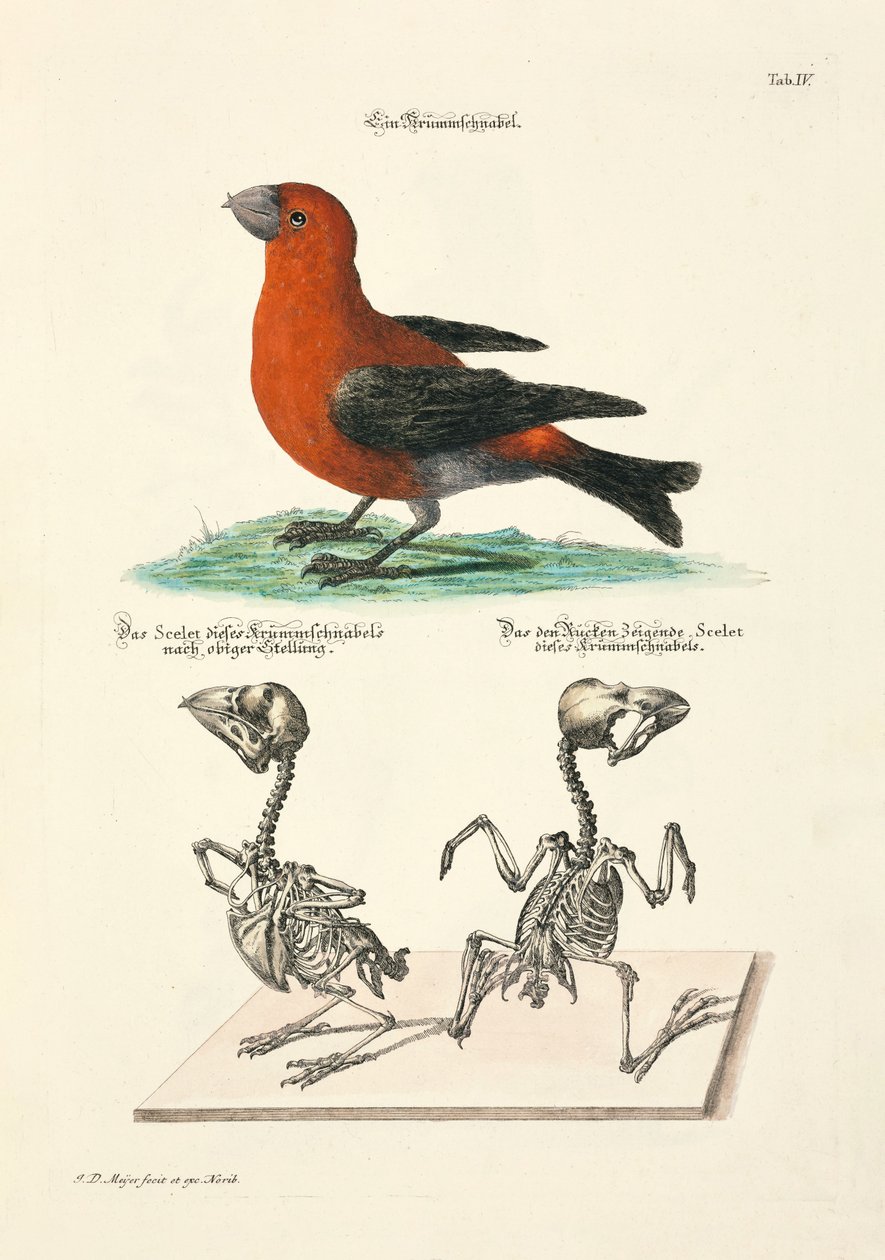 Kruisbek met skeletten door Johann Daniel Meyer