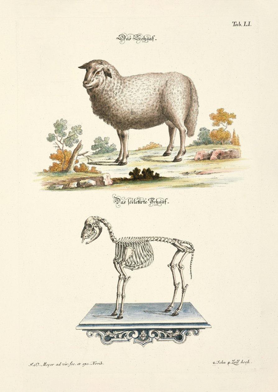 Schapen en hun skelet door Johann Daniel Meyer