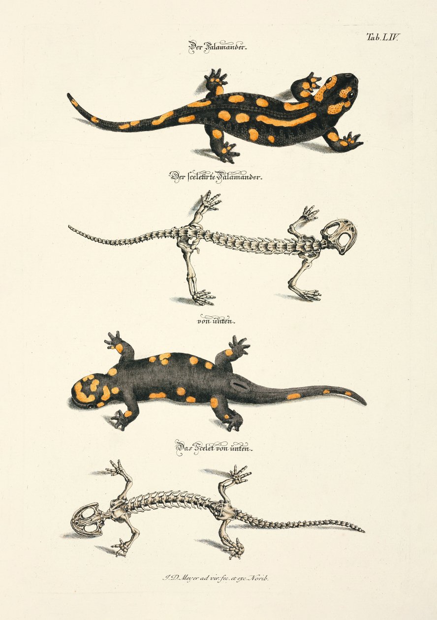De vuursalamander met skelet door Johann Daniel Meyer