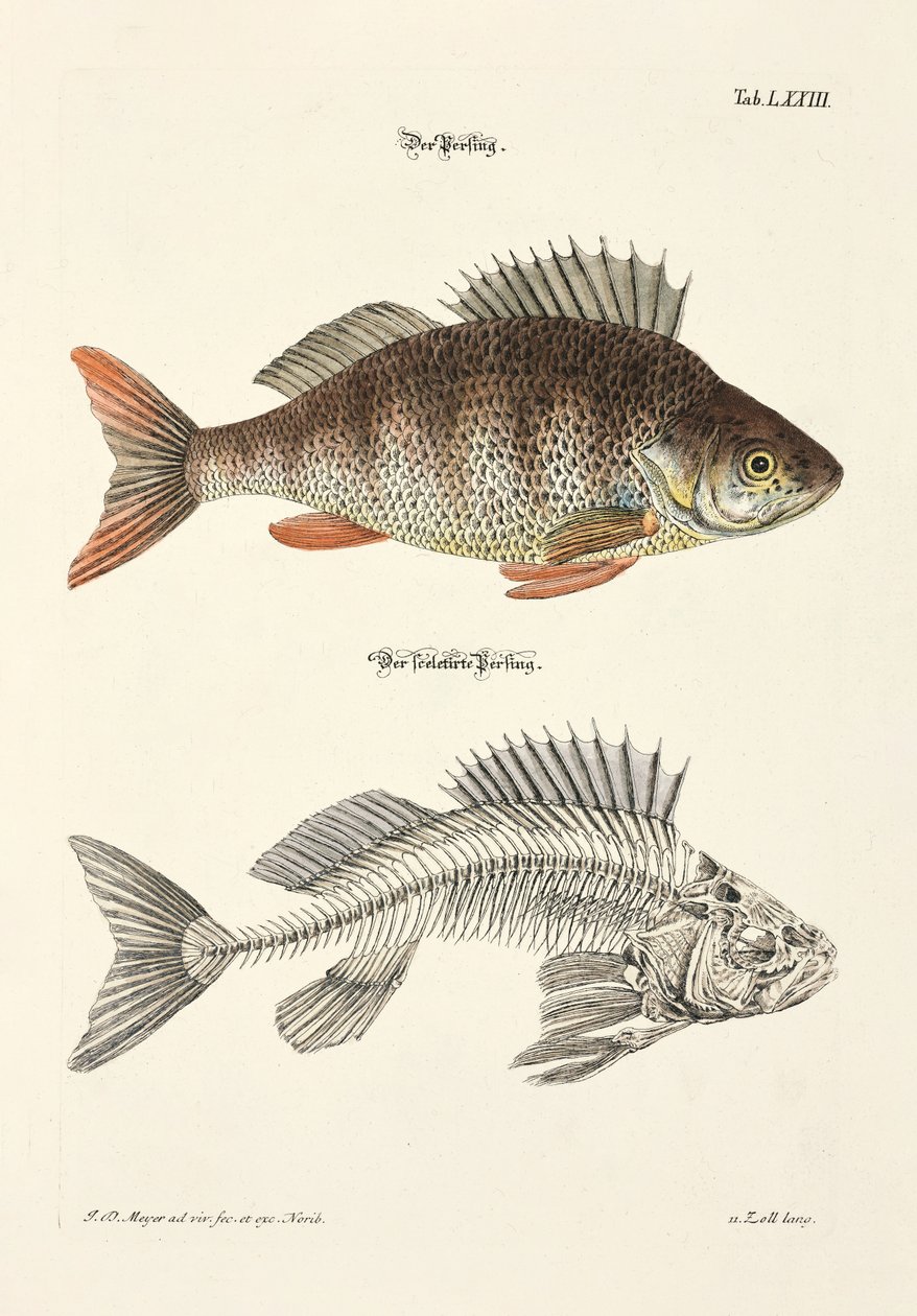 De baars en zijn skelet door Johann Daniel Meyer