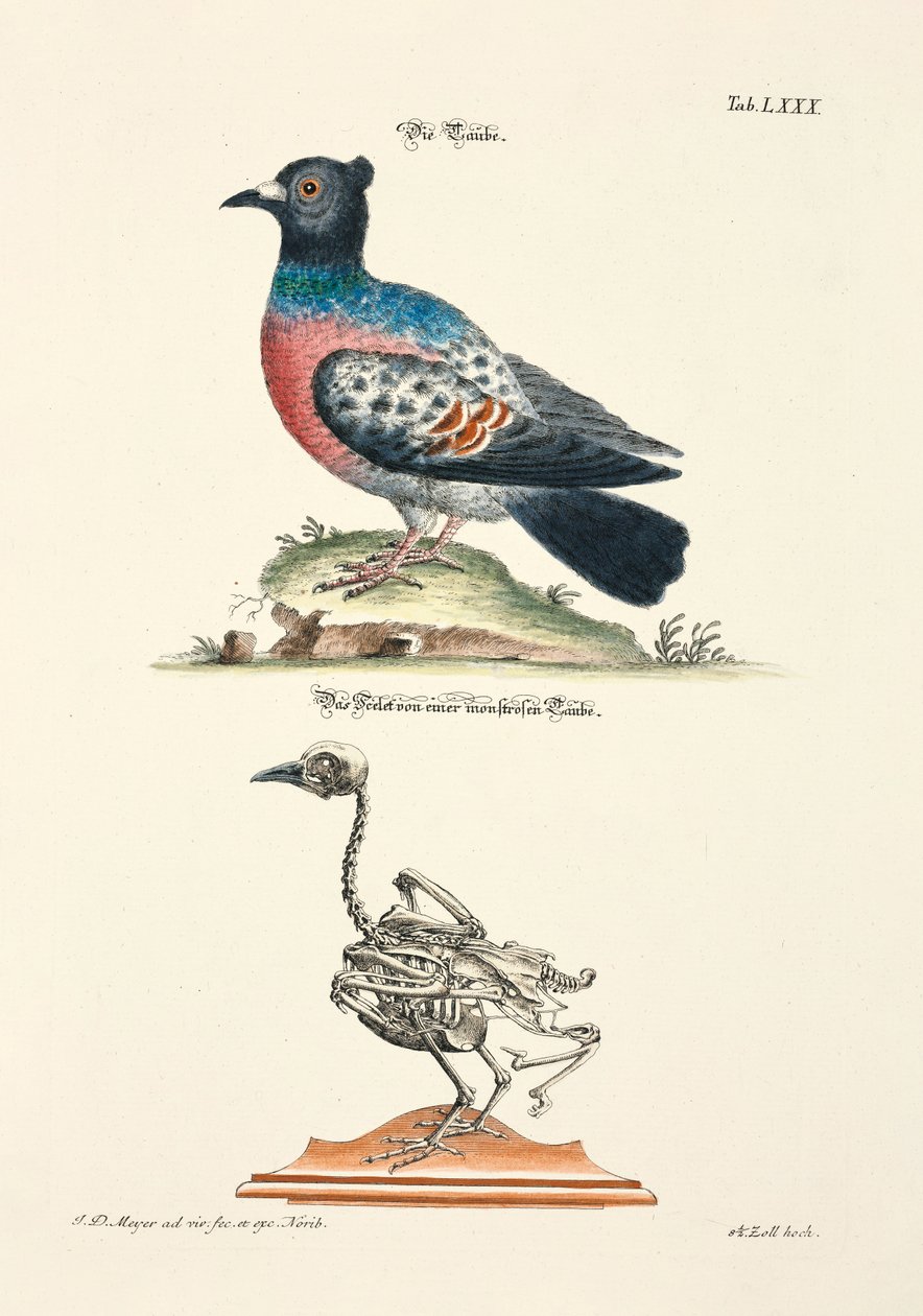 De duif en zijn skelet door Johann Daniel Meyer