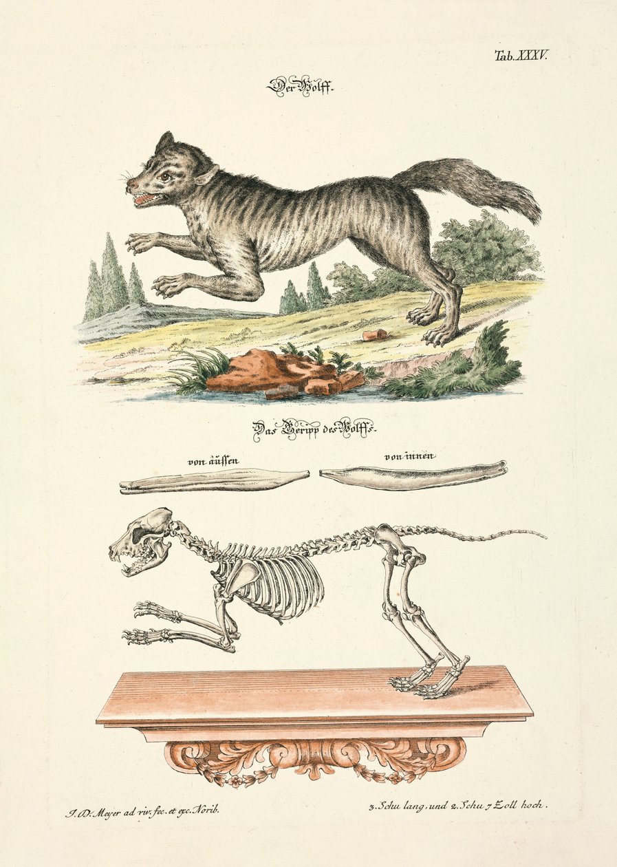 De wolf door Johann Daniel Meyer