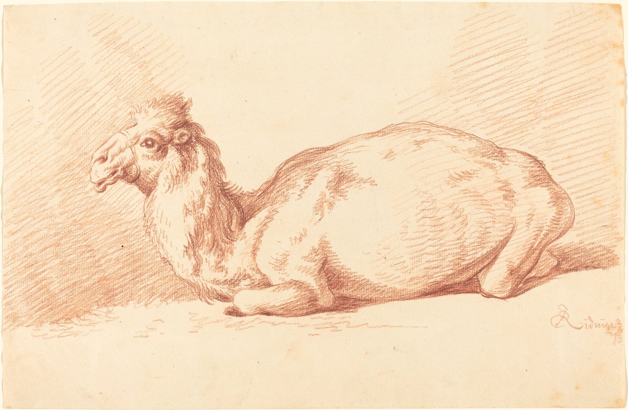 Een Dromedaris door Johann Elias Ridinger