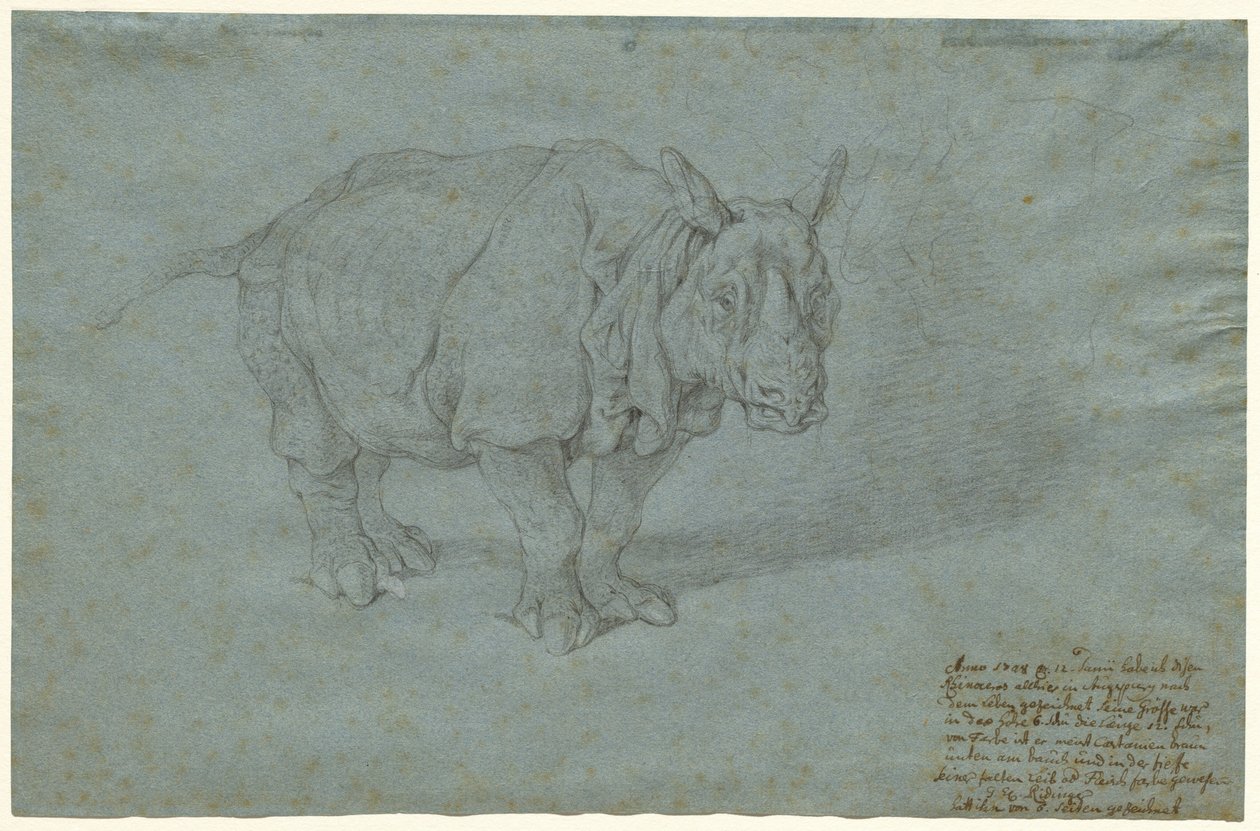 De neushoorn Miss Clara door Johann Elias Ridinger