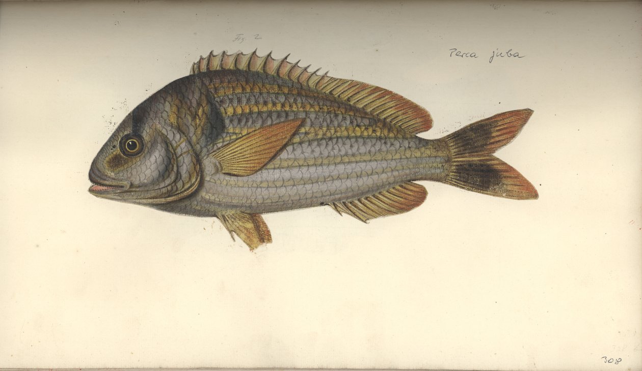 Perca juba, voor 1792 door Johann Friedrich Hennig