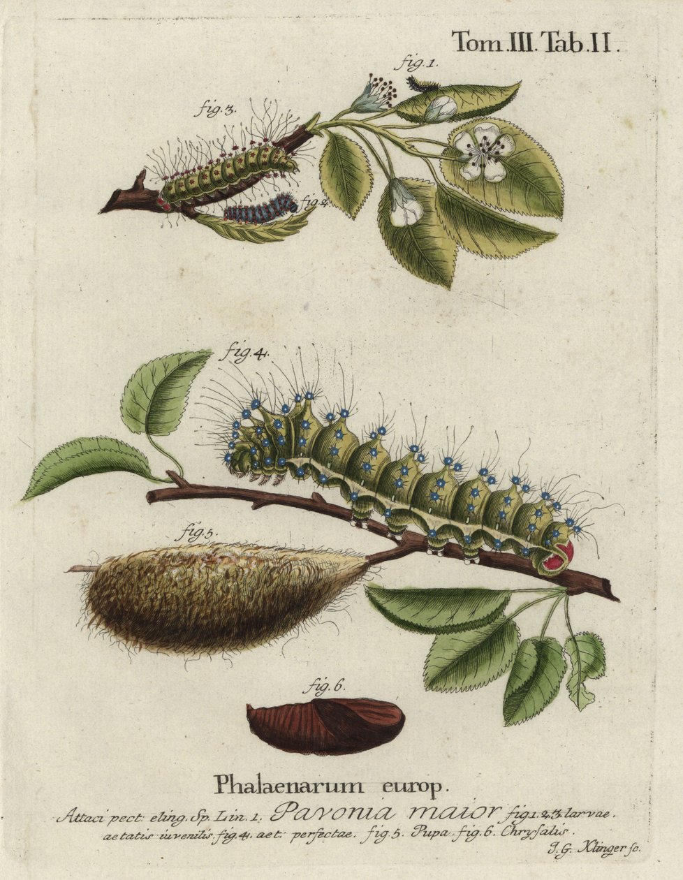 Keizersmot, Saturnia pavonia, larve, pop, chrysalis door Johann Georg Klinger