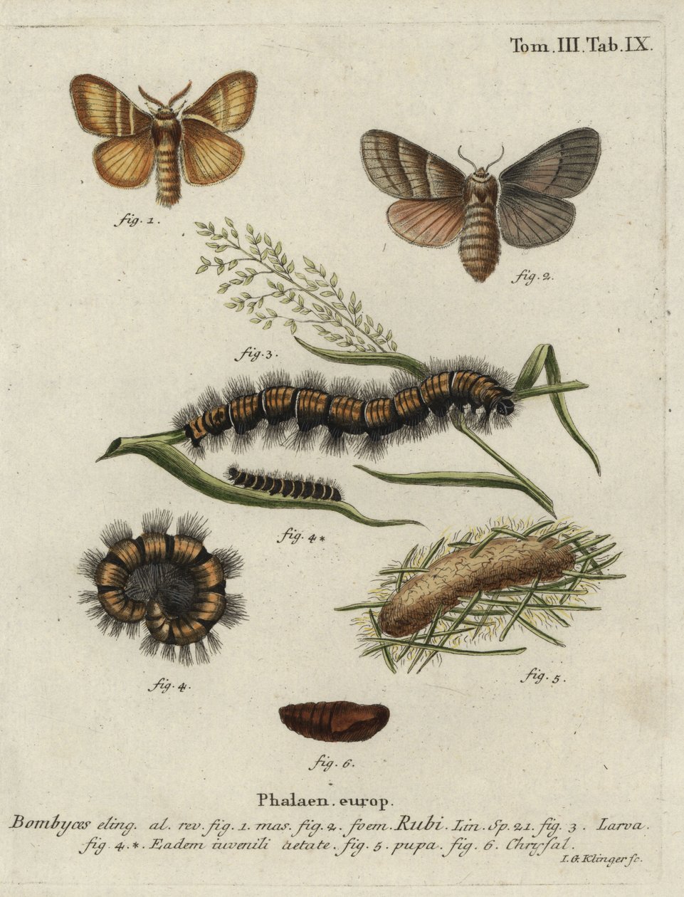 Vossenmot, Macrothylacia rubi. door Johann Georg Klinger