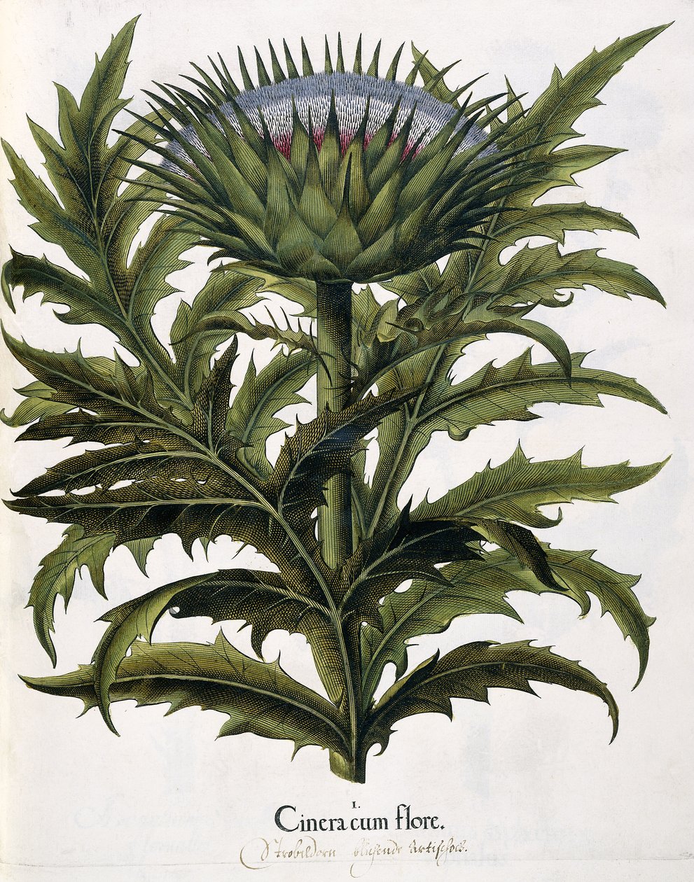 Cinera Cum Flore, 1613 door Johann Georg Ziesenis