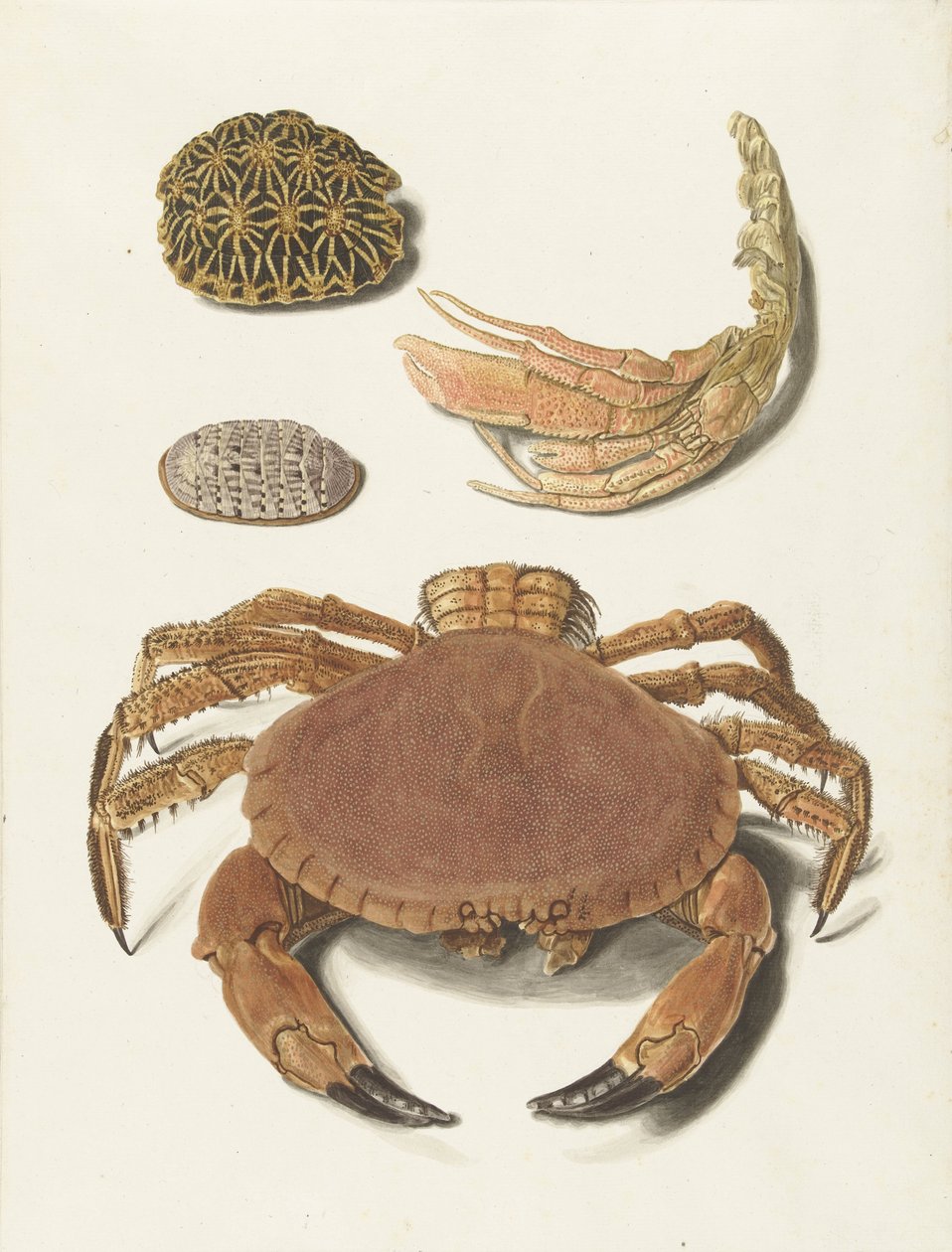 Een krab, een schaar van een krab en twee schilden van schildpadden door Johann Gustav Hoch